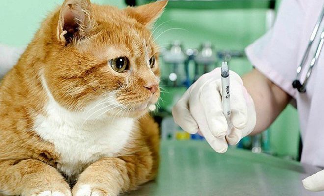 Вакцина для животных от лишая