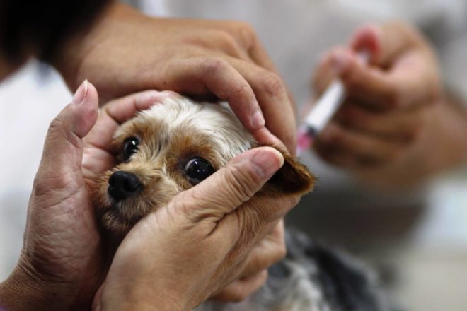 Вакцинация щенка до года