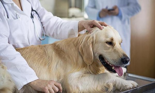 Как и куда вводить прививку собаке