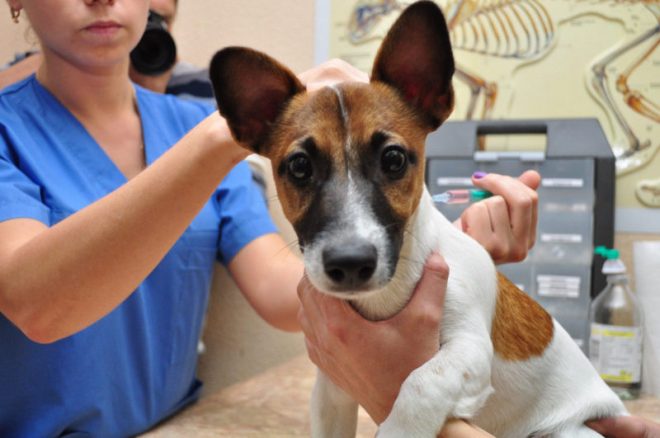 Как поставить прививку от чумки щенку дома