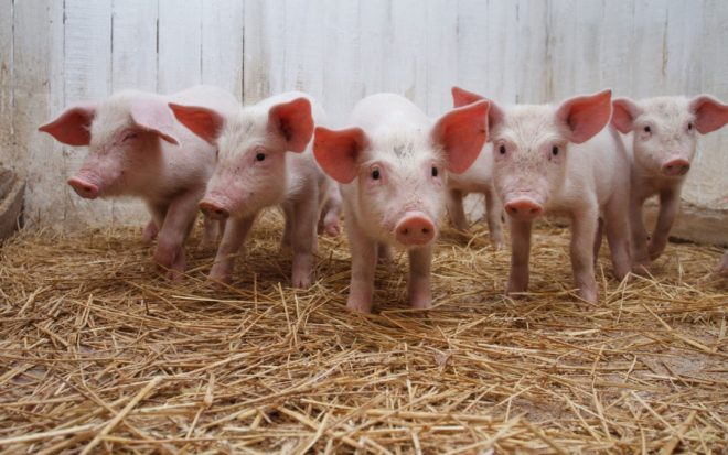 Прививка роста для свиней