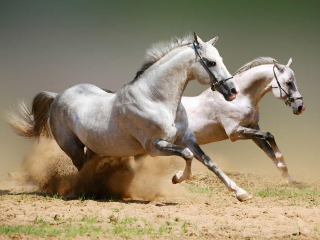 От чего делают прививки лошадям
