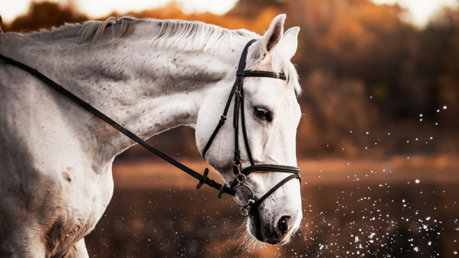 Лошадям делают прививки от бешенства