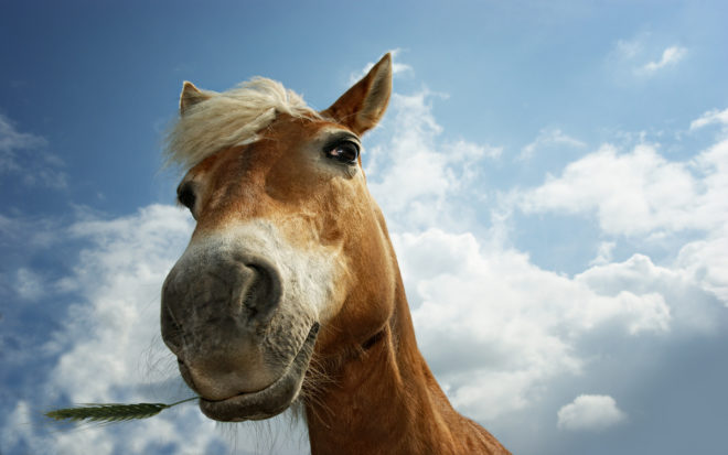 От чего делают прививки лошадям