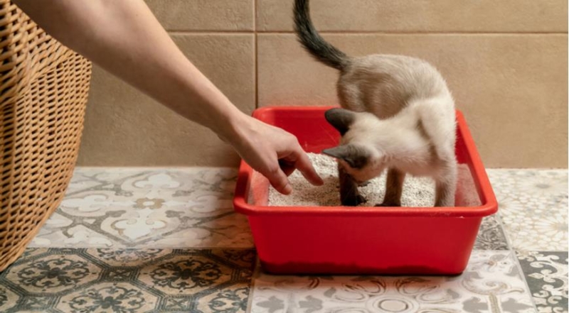 Приносим кошку в дом: как приучить животное к доске?
