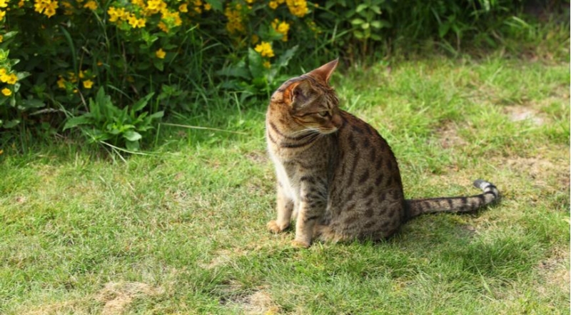Гипоаллергенные породы кошек, которые умеют гладить, а не чихать