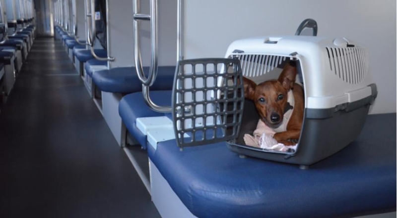 Как путешествовать с домашними животными по железной дороге по новым правилам