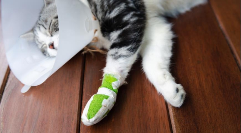 Как помочь домашним кошкам без проблем пережить март: 10 важных вещей