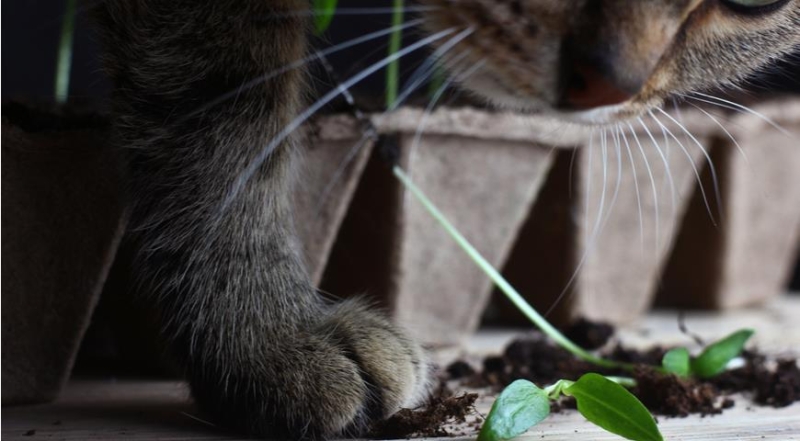 Как защитить рассаду от кошки