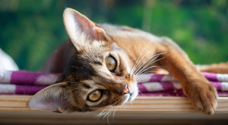 Самые послушные и любвеобильные породы кошек