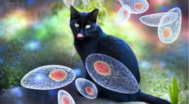 Токсоплазмоз и домашние кошки: что делать, чтобы не заболеть